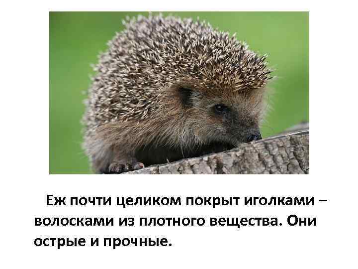 Еж почти целиком покрыт иголками – волосками из плотного вещества. Они острые и прочные.