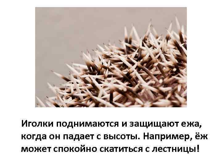 Иголки поднимаются и защищают ежа, когда он падает с высоты. Например, ёж может спокойно
