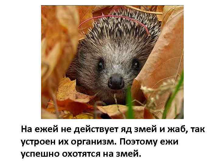 На ежей не действует яд змей и жаб, так устроен их организм. Поэтому ежи