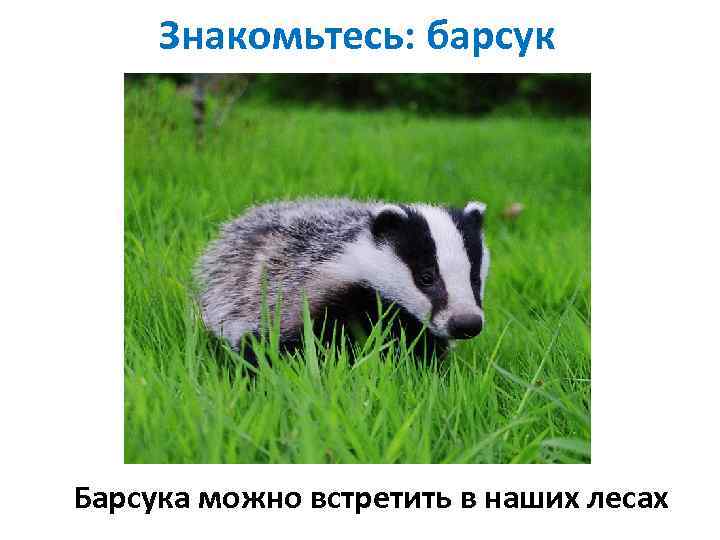 Знакомьтесь: барсук Барсука можно встретить в наших лесах 