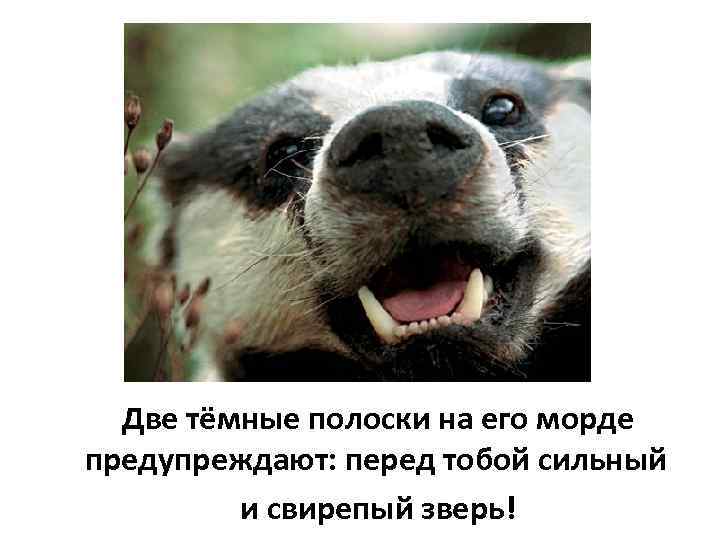 Две тёмные полоски на его морде предупреждают: перед тобой сильный и свирепый зверь! 