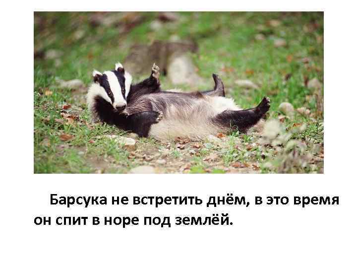 Барсука не встретить днём, в это время он спит в норе под землёй. 
