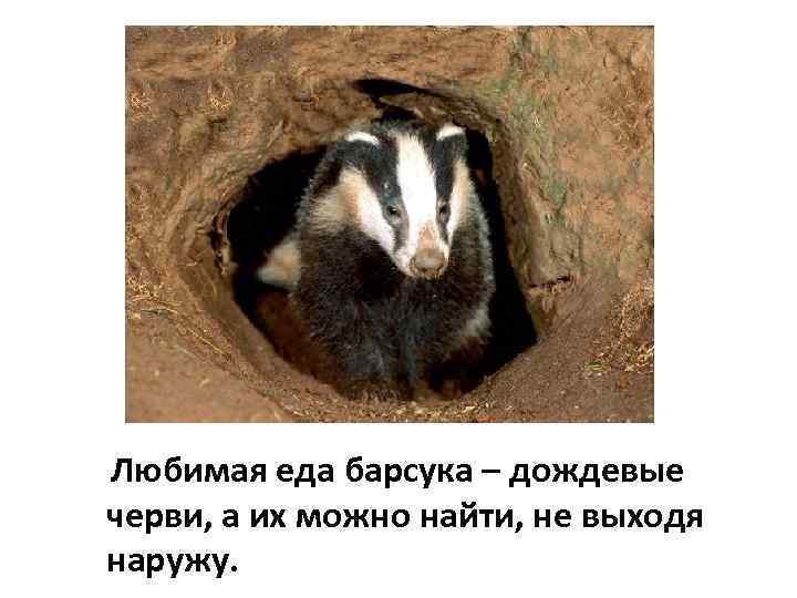 Любимая еда барсука – дождевые черви, а их можно найти, не выходя наружу. 