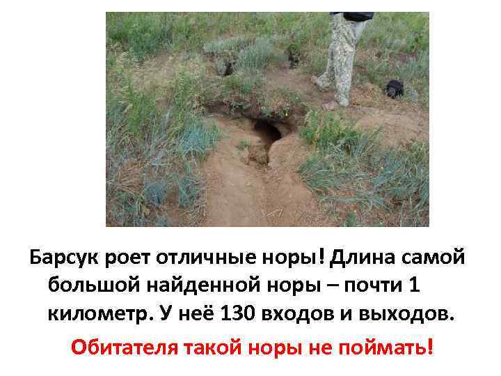 Барсук роет отличные норы! Длина самой большой найденной норы – почти 1 километр. У