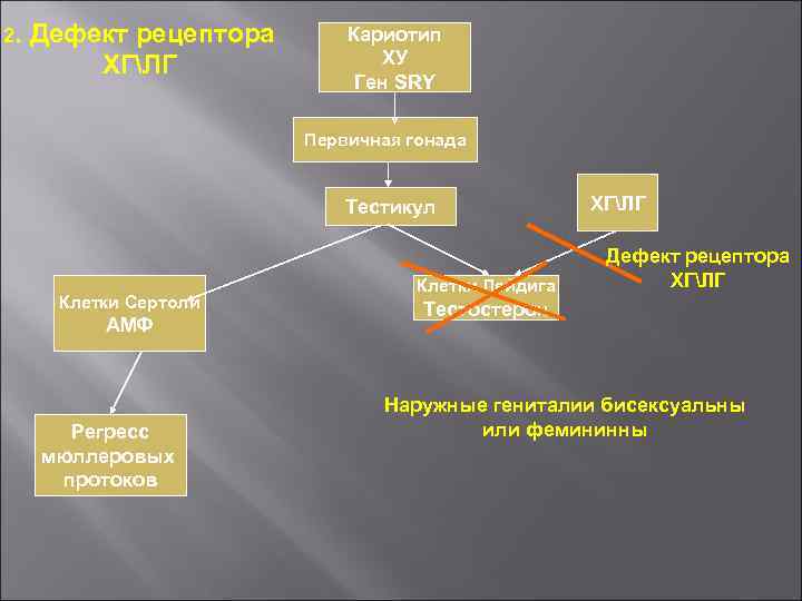 2. Дефект рецептора ХГЛГ Кариотип ХУ Ген SRY Первичная гонада Тестикул Клетки Сертоли АМФ