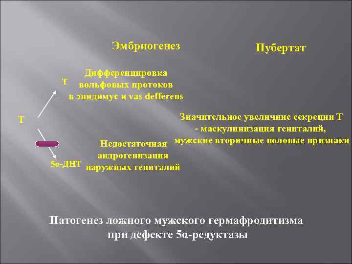 Эмбриогенез Пубертат Дифференцировка Т вольфовых протоков в эпидимус и vas defferens Т Значительное увеличние