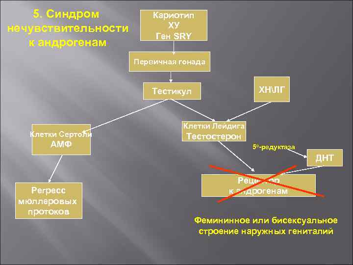 5. Синдром нечувствительности к андрогенам Кариотип ХУ Ген SRY Первичная гонада ХНЛГ Тестикул Клетки