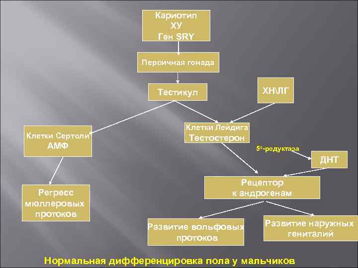 Кариотип ХУ Ген SRY Первичная гонада ХНЛГ Тестикул Клетки Сертоли АМФ Клетки Лейдига Тестостерон