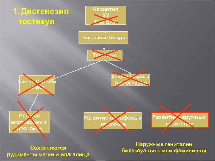 Кариотип ХУ Ген SRY 1. Дисгенезия тестикул Первичная гонада Тестикул Клетки Лейдига Клетки Сертоли