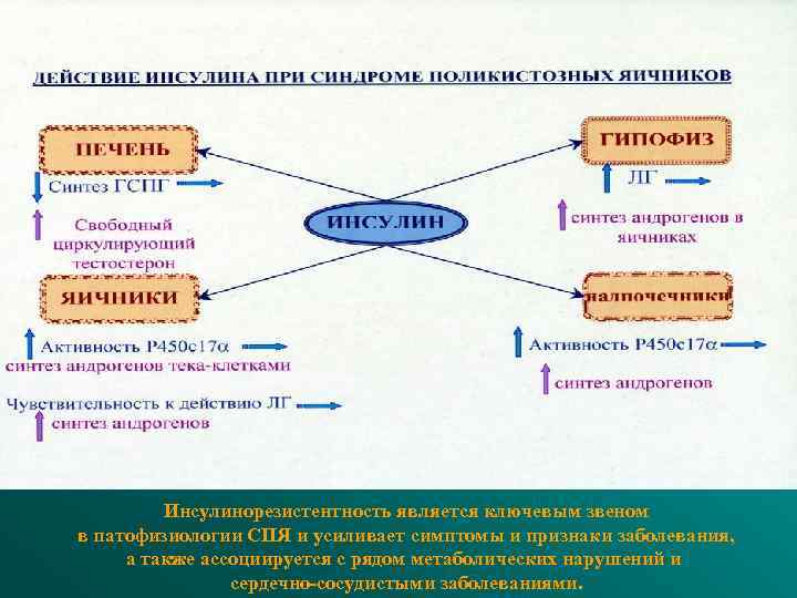 Инсулинорезистентность является ключевым звеном в патофизиологии СПЯ и усиливает симптомы и признаки заболевания, а