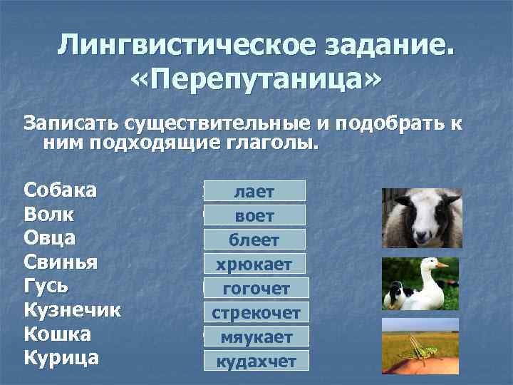 Лингвистическое задание. «Перепутаница» Записать существительные и подобрать к ним подходящие глаголы. Собака Волк Овца