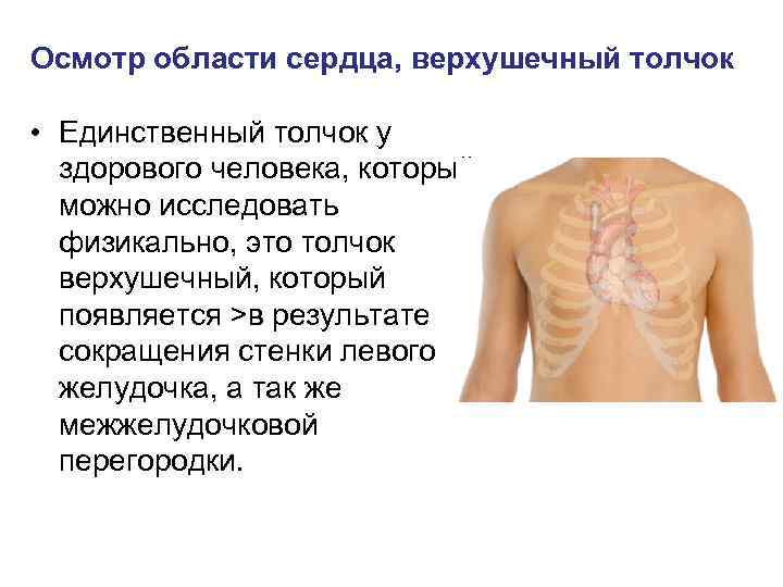 Осмотр области сердца, верхушечный толчок • Единственный толчок у здорового человека, который можно исследовать