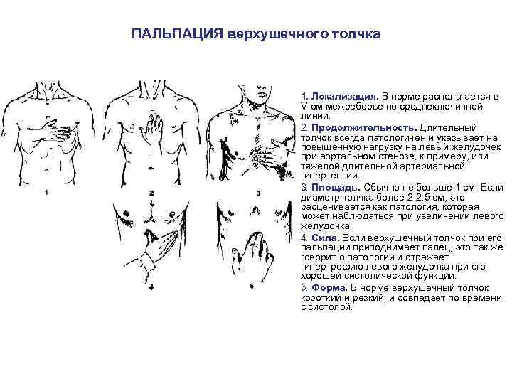 ПАЛЬПАЦИЯ верхушечного толчка • • • 1. Локализация. В норме располагается в V-ом межреберье