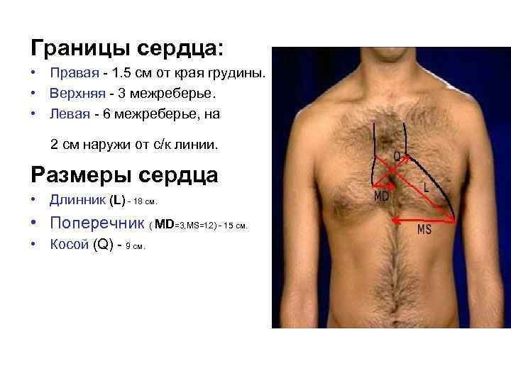 Границы сердца: • Правая - 1. 5 см от края грудины. • Верхняя -