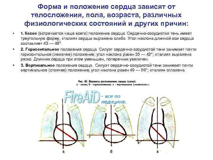 Форма и положение сердца зависят от телосложения, пола, возраста, различных физиологических состояний и других