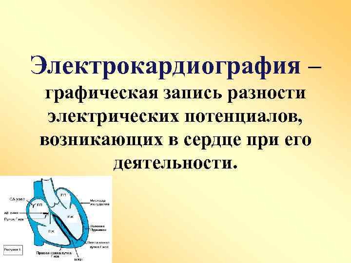 Электрокардиография – графическая запись разности электрических потенциалов, возникающих в сердце при его деятельности. 