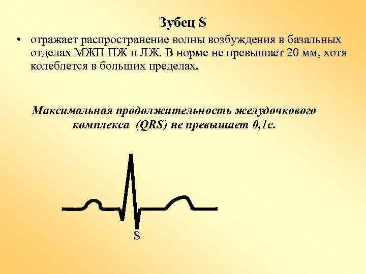 Зубец S • отражает распространение волны возбуждения в базальных отделах МЖП ПЖ и ЛЖ.