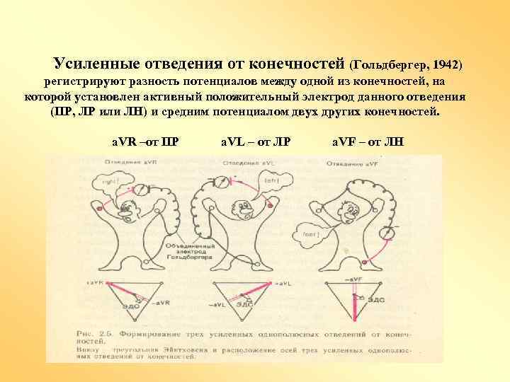 Усиленные отведения от конечностей (Гольдбергер, 1942) регистрируют разность потенциалов между одной из конечностей, на