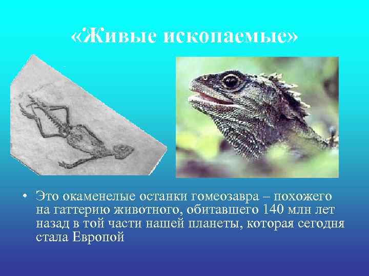  «Живые ископаемые» • Это окаменелые останки гомеозавра – похожего на гаттерию животного, обитавшего