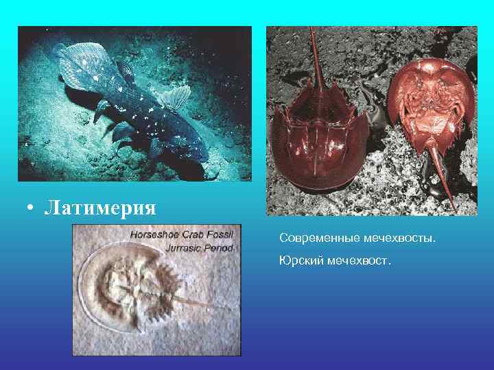  • Латимерия Современные мечехвосты. Юрский мечехвост. 