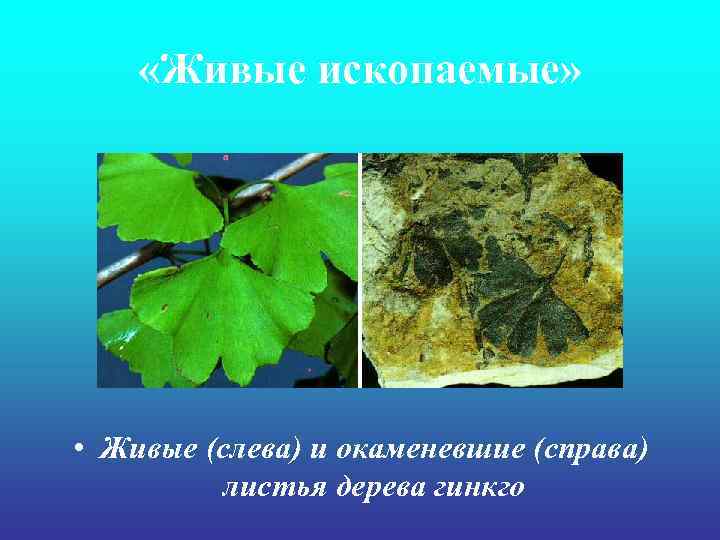  «Живые ископаемые» • Живые (слева) и окаменевшие (справа) листья дерева гинкго 