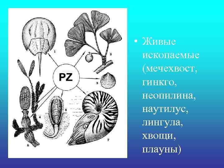  • Живые ископаемые (мечехвост, гинкго, неопилина, наутилус, лингула, хвощи, плауны) 