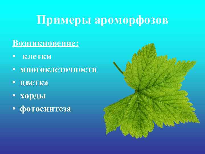 Примеры ароморфозов Возникновение: • клетки • многоклеточности • цветка • хорды • фотосинтеза 