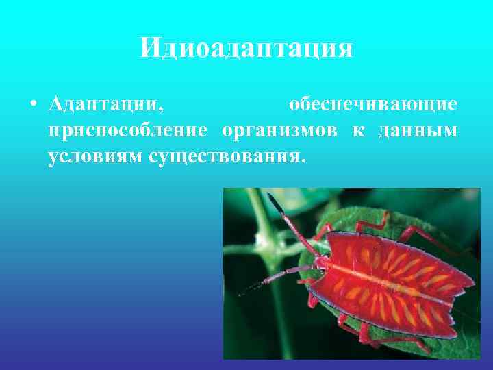 Идиоадаптация • Адаптации, обеспечивающие приспособление организмов к данным условиям существования. 
