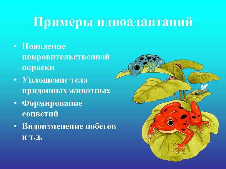 Примеры идиоадаптаций • Появление покровительственной окраски • Уплощение тела придонных животных • Формирование соцветий