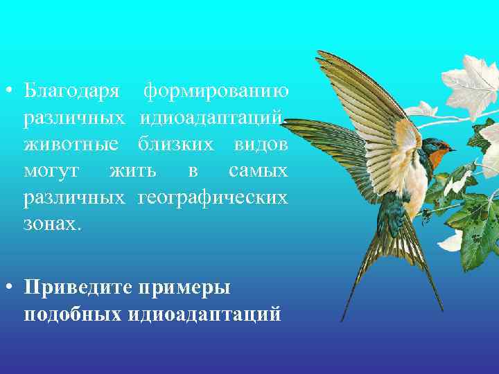  • Благодаря формированию различных идиоадаптаций, животные близких видов могут жить в самых различных