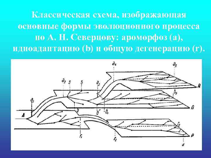 Классическая схема, изображающая основные формы эволюционного процесса по А. Н. Северцову: ароморфоз (a), идиоадаптацию