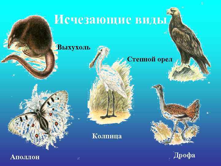 Исчезающие виды Выхухоль Степной орел Колпица Аполлон Дрофа 