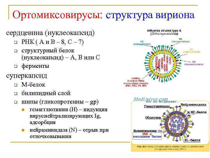 Ортомиксовирусы: структура вириона сердцевина (нуклеокапсид) q q q РНК ( А и В –