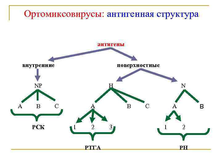 Ортомиксовирусы: антигенная структура антигены внутренние поверхностные NP A B РСК Н C A 1