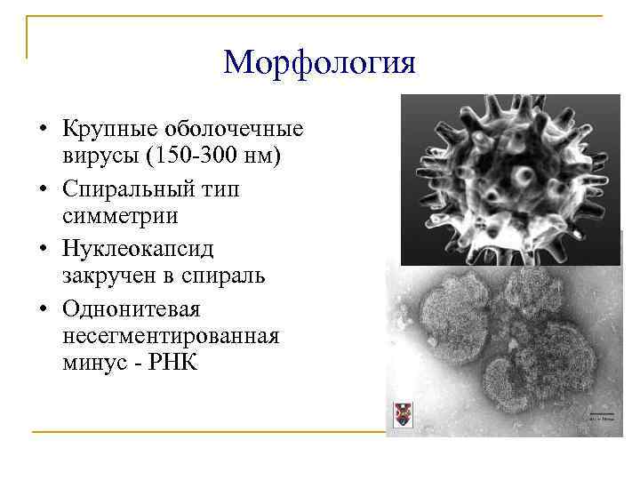 Морфология • Крупные оболочечные вирусы (150 -300 нм) • Спиральный тип симметрии • Нуклеокапсид