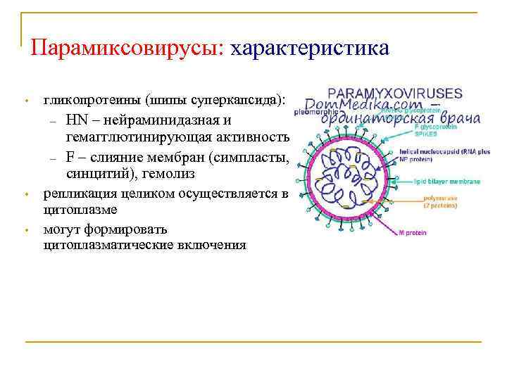 Парамиксовирусы: характеристика • • • гликопротеины (шипы суперкапсида): – HN – нейраминидазная и гемагглютинирующая