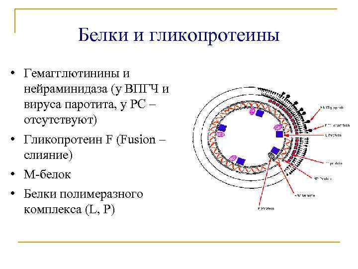 Белки и гликопротеины • Гемагглютинины и нейраминидаза (у ВПГЧ и вируса паротита, у РС