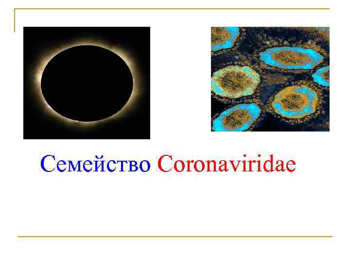 Семейство Coronaviridae 