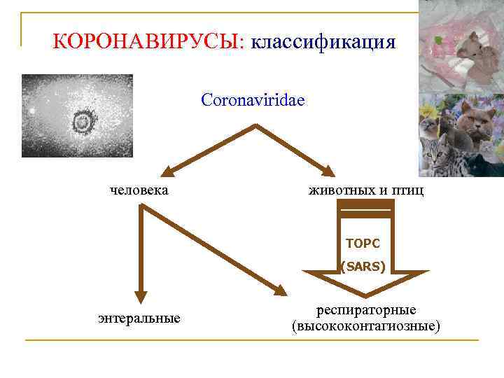 КОРОНАВИРУСЫ: классификация Coronaviridae человека животных и птиц ТОРС (SARS) энтеральные респираторные (высококонтагиозные) 