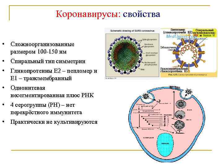 Коронавирусы: свойства • Сложноорганизованные размером 100 -150 нм • Спиральный тип симметрии • Гликопротеины