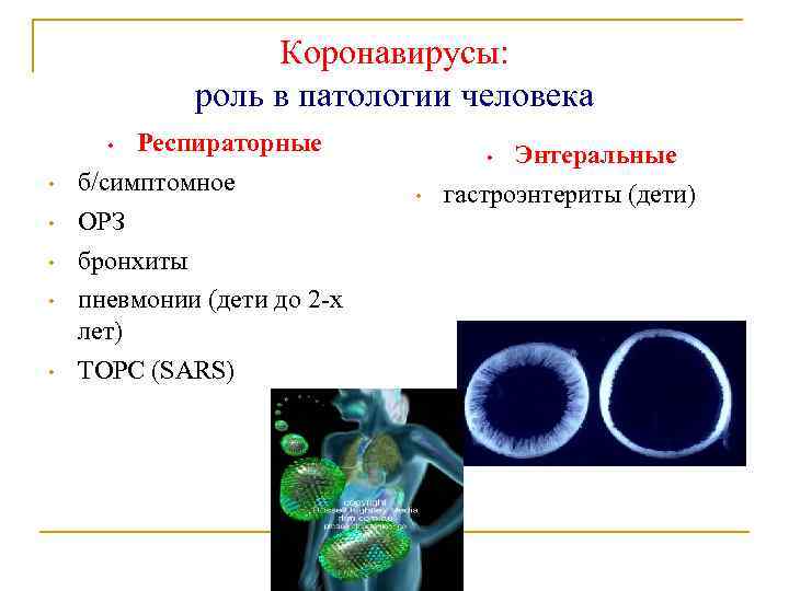 Коронавирусы: роль в патологии человека Респираторные б/симптомное ОРЗ бронхиты пневмонии (дети до 2 -х