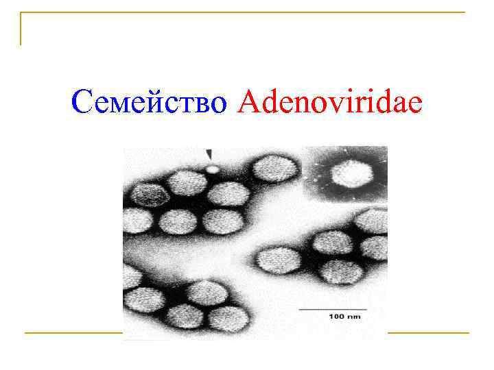 Семейство Adenoviridae 