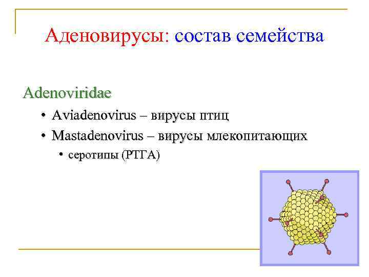 Аденовирусы: состав семейства Adenoviridae • Aviadenovirus – вирусы птиц • Mastadenovirus – вирусы млекопитающих