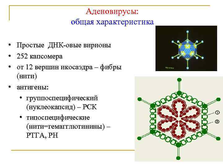 Аденовирусы: общая характеристика • Простые ДНК-овые вирионы • 252 капсомера • от 12 вершин