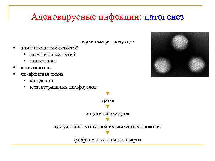 Аденовирусные инфекции: патогенез первичная репродукция • • • эпителиоциты слизистой • дыхательных путей •