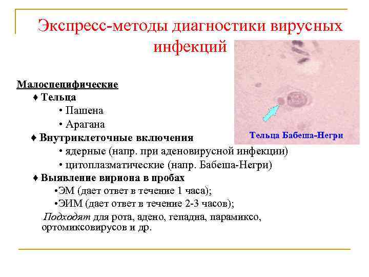 Экспресс-методы диагностики вирусных инфекций Малоспецифические ♦ Тельца • Пашена • Арагана Тельца Бабеша-Негри ♦