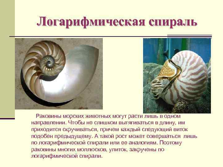 Логарифмическая спираль Раковины морских животных могут расти лишь в одном направлении. Чтобы не слишком