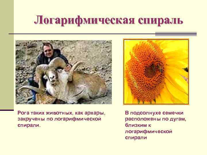 Логарифмическая спираль Рога таких животных, как архары, закручены по логарифмической спирали. В подсолнухе семечки