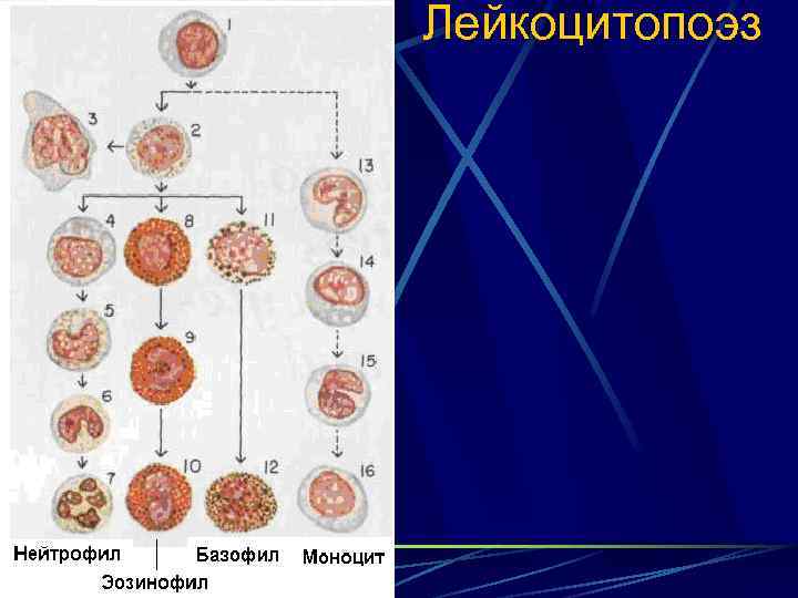 Лейкоцитопоэз 