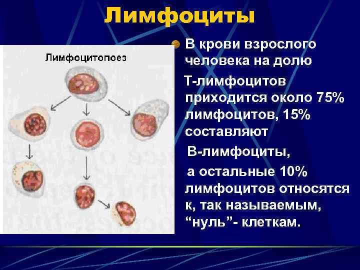 Лимфоциты В крови взрослого человека на долю Т-лимфоцитов приходится около 75% лимфоцитов, 15% составляют